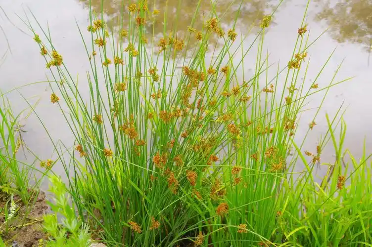 作者:杨向红灯芯草是灯芯草科灯芯草属多年生草本植物,因地域分布不同