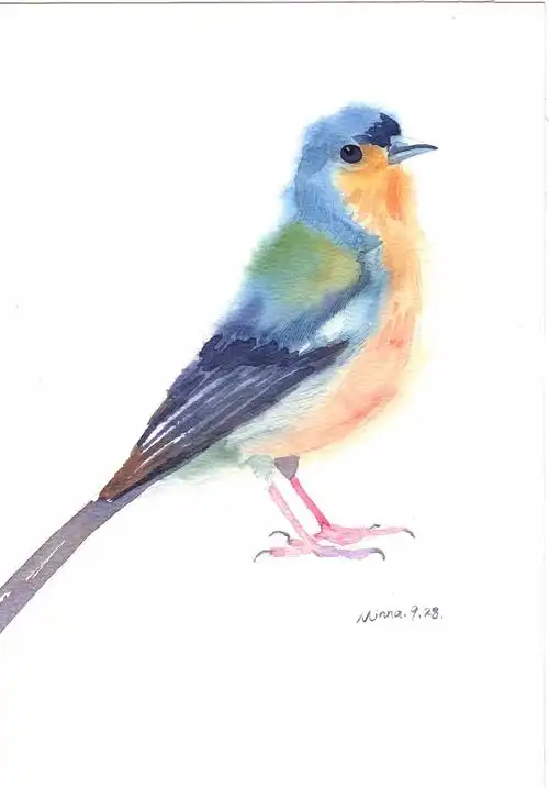 水彩画系列-鸟类