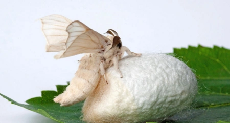 没有交配过的蚕蛾生出的蛋可以孵化吗?