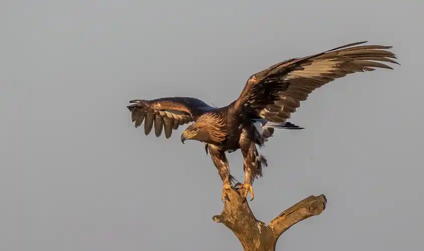 金雕-------拍摄于内蒙古锡林郭勒多伦