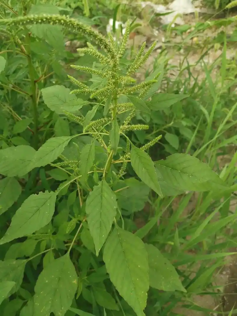 别人下班了休息,娱乐,逛街.我呢[偷笑]#马齿苋 #野苋菜  - 抖音