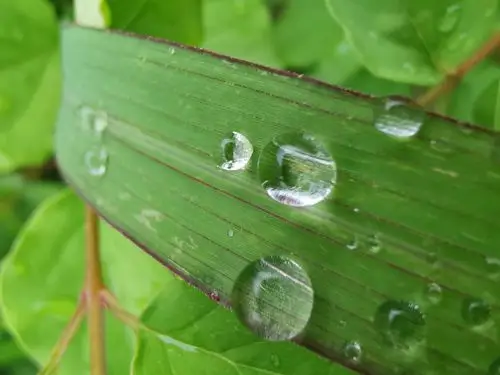 晶莹剔透的小露珠