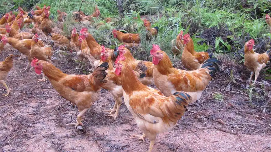 长汀荣耀养殖_长汀河田鸡_河田鸡_龙岩河田鸡_福建河田鸡_河田鸡批发