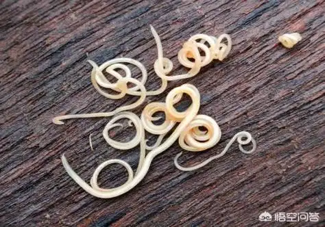 猫的爪子上会有弓形虫吗?