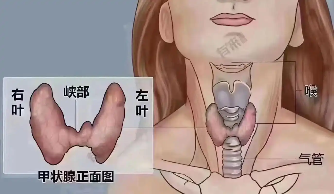 女性保养 "甲状腺"  是人体最大的内分泌腺,最怕:生气  - 抖音