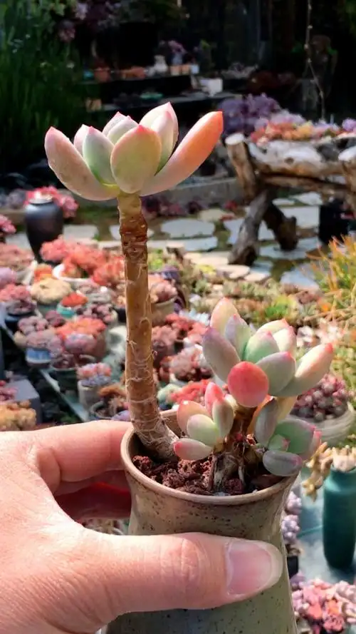 青美人老桩整桩 98