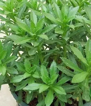 凉拌救心菜(0/3)