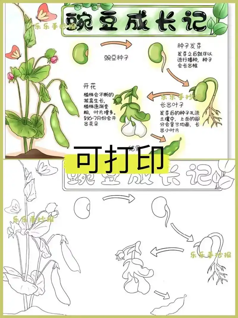 植物生长日记记录手抄报合集.