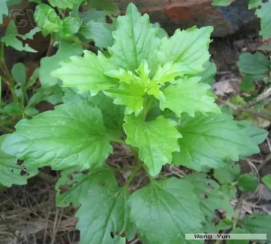 p>翠菊(学名: i>callistephus chinensis /i> (l.