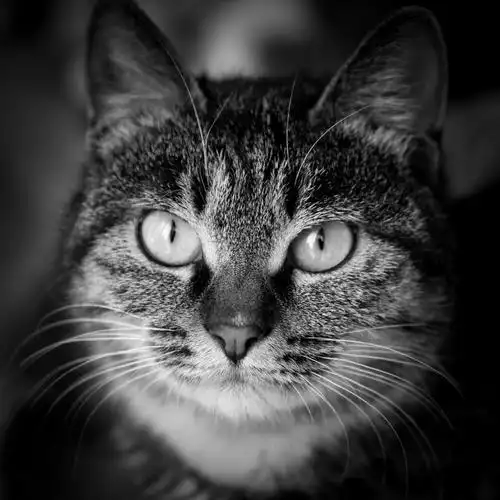 还没有满月的一窝狸花猫仔,黑白头像特写是猫妈妈. - 戚哥摄影 - 图虫