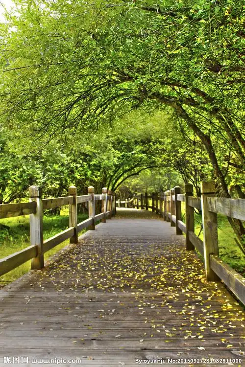 林荫小道图片