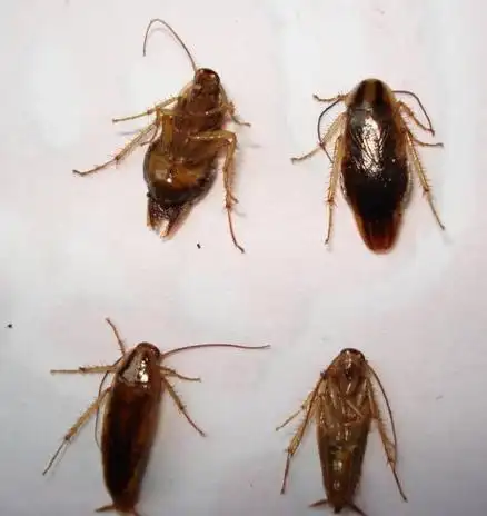 其中优势种有德国小蠊,美洲大蠊,澳洲大蠊,褐斑大蠊.