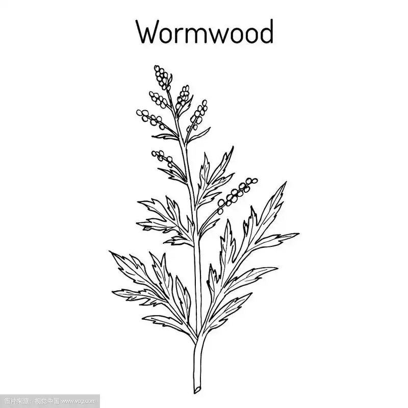 艾蒿或普通的艾属植物