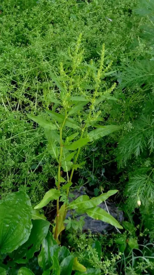 日月峡中草药羊蹄