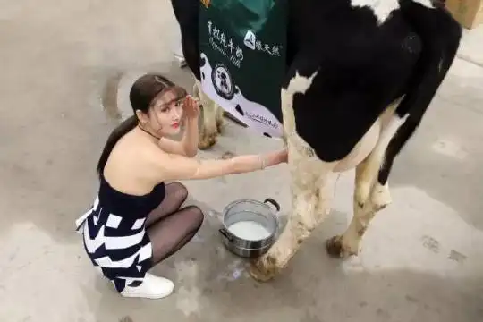 "挤奶妹"北京一小区门前挤奶 8元一盒遭哄抢