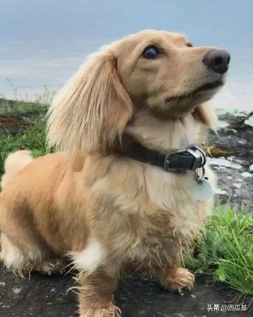 串串狗的品种有哪些(你真没见过世面)(9)