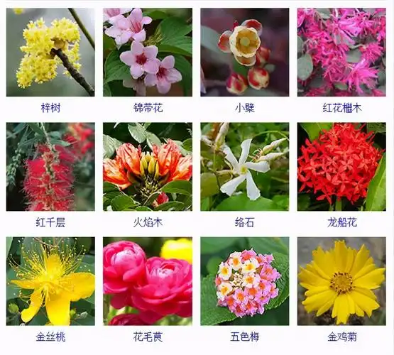 常见的花名字(常见的花名字及图片)