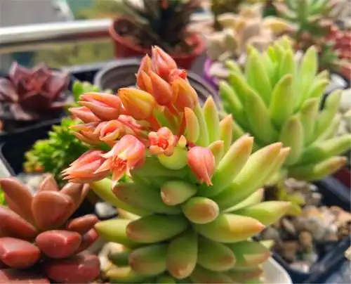 冬天千佛手太美了,饱满光亮,叶尖变红,变成精致大老桩