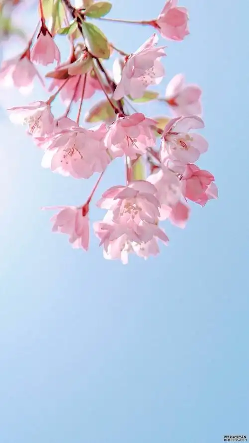 天空 流云 繁星 竖屏壁纸小清新唯美樱花手机壁纸图片小清新唯美意境