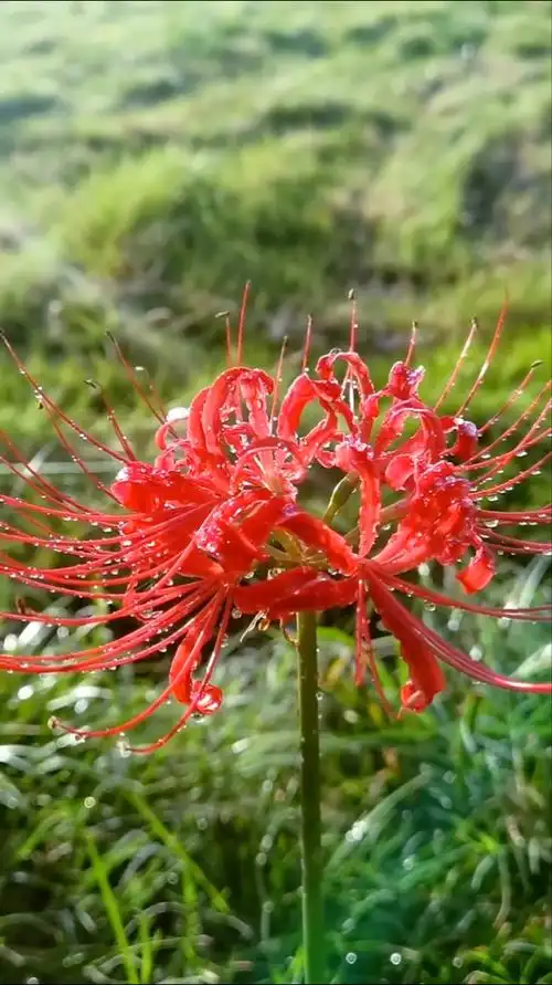 这就是曼珠沙华98 相思断肠红08谁见过?6767676767