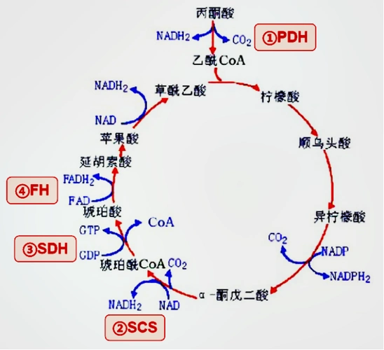 代谢学人三羧酸循环之华山论剑