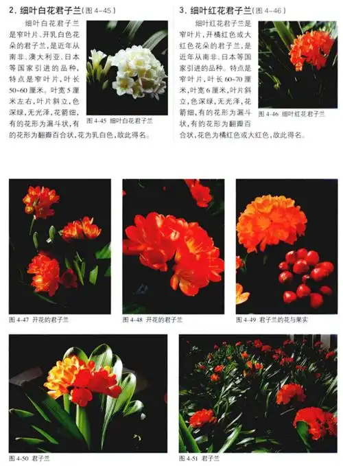 君子兰品种及图片5 花卉大全