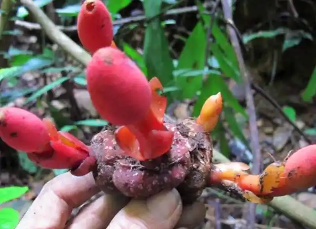 农村这草叫"文王一支笔",整株都是宝贝,还有很大的食疗作用_网易订阅