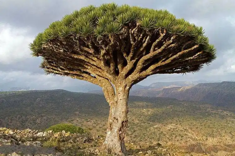 世界最古老10棵树:六棵在中国,价值无法估量,1棵是仓颉所栽种