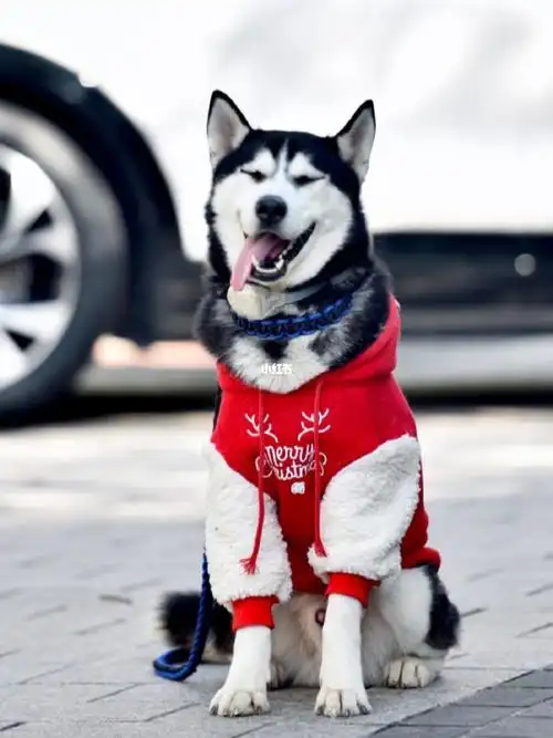 哈士奇的表情包系列 你最喜欢哪个?