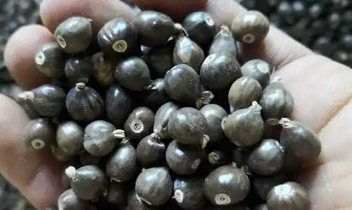 据我了解,这种野果结出来的果子非常奇特,可以用来制作很多装饰品,有