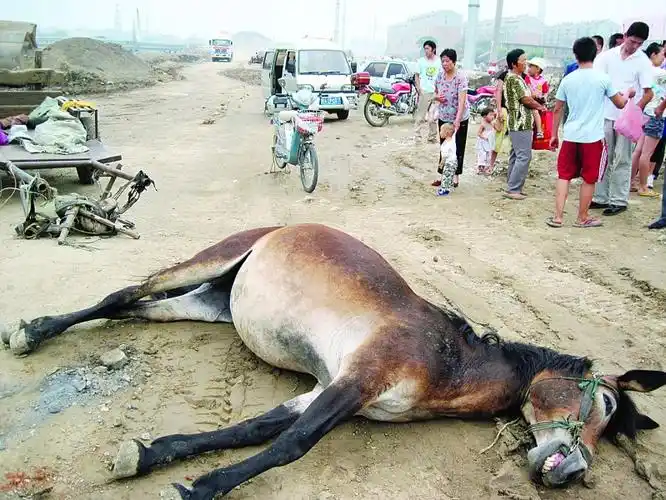 走着走着,活蹦乱跳的骡子突然倒地死了 咋回事?