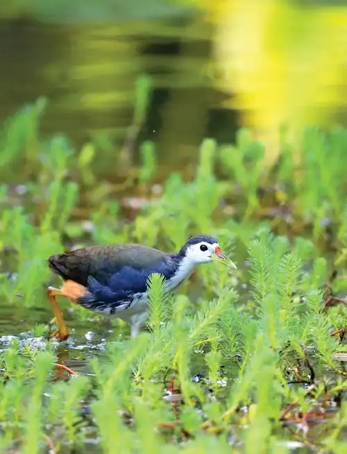 惠州西湖萌宠记白面水鸡我和东坡有段缘