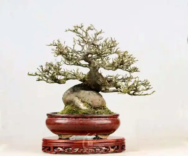 杂木也美(十) - 盆景自由讲 - 岭南盆景网 - powered by discuz!