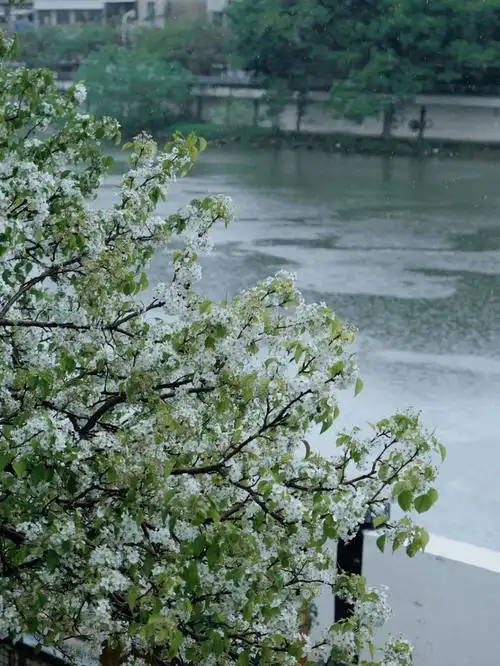 梨花带雨