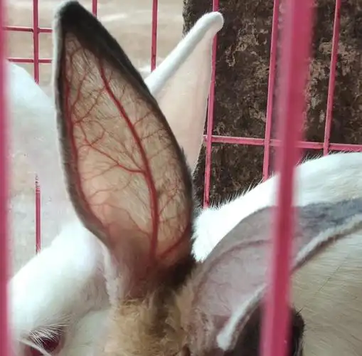 小白兔耳朵的血丝像叶脉