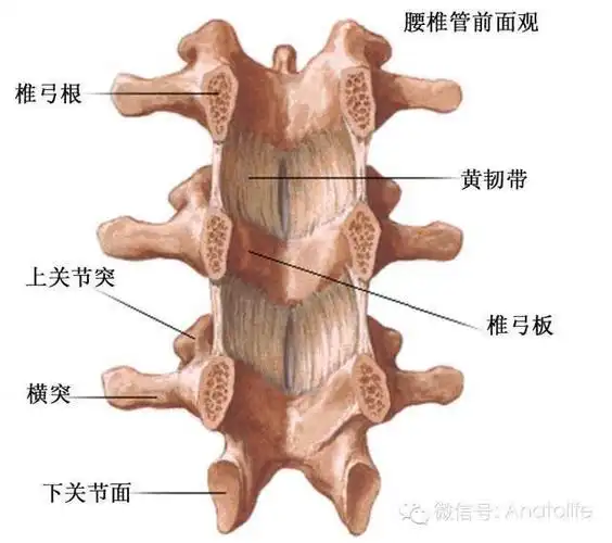 脊柱解剖的基本要点