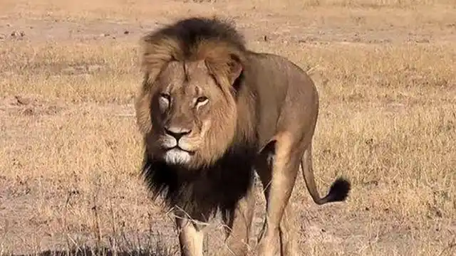 世界上最恐怖的狮子蟒蛇之间的生死战斗 猩猩瞬间发狂秒杀同伴