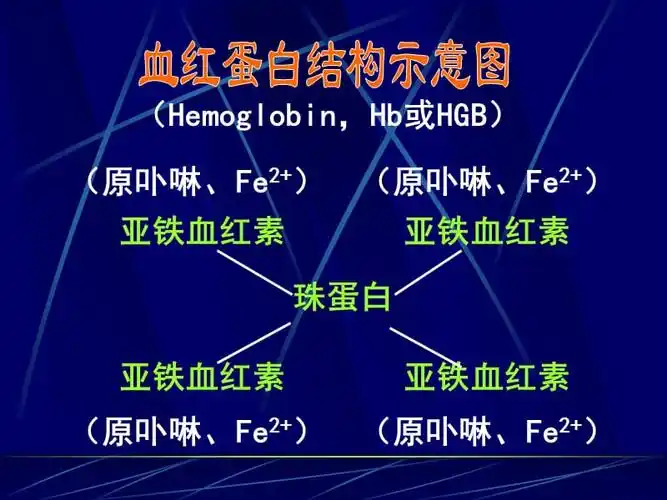 《血红蛋白及意义》ppt课件.ppt