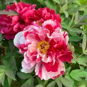 重瓣牡丹盆栽种苗鲜花进口品种菏泽基地发货大苗易成活庭院栽培