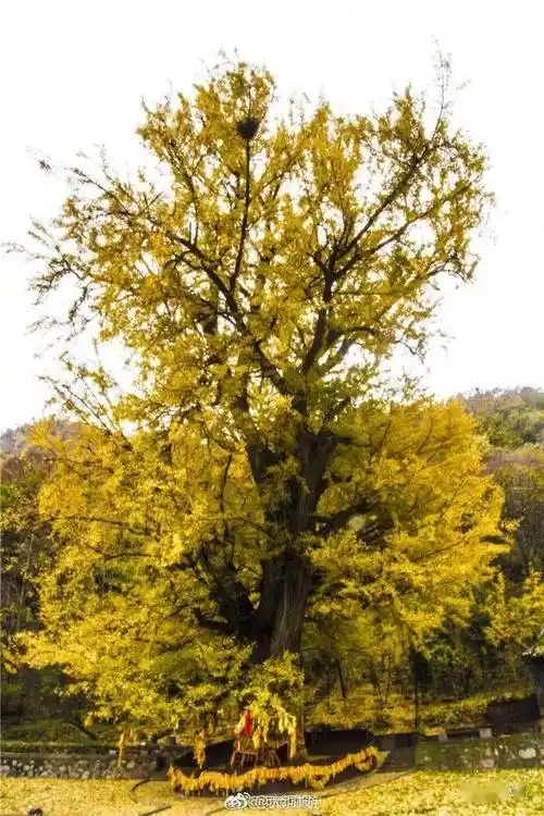 中国十大古银杏树名副其实的千岁爷爷们
