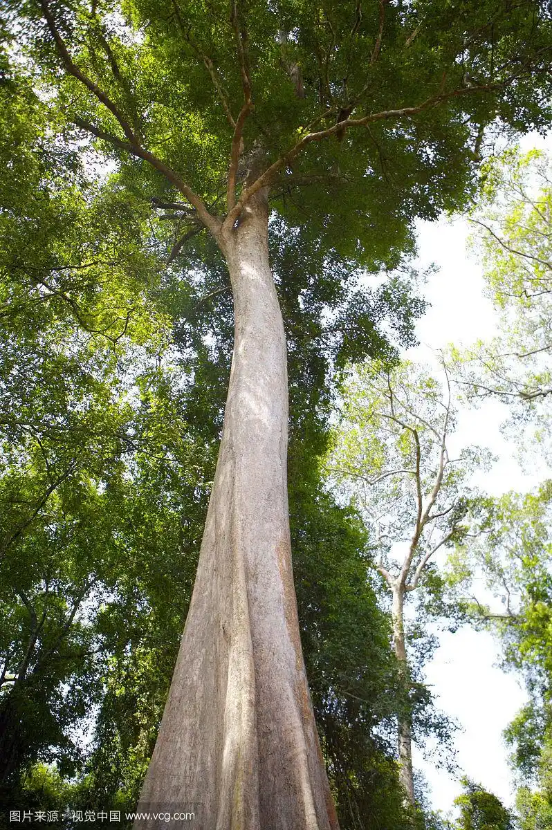 森林里茂盛的大树