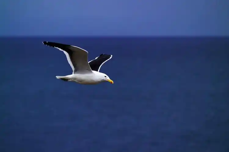 动物之三 天上飞的