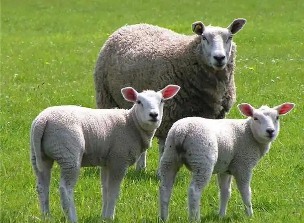 肉羊养殖技术研究