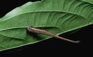 旱蚂蟥旱蚂蟥和水蛭的区别