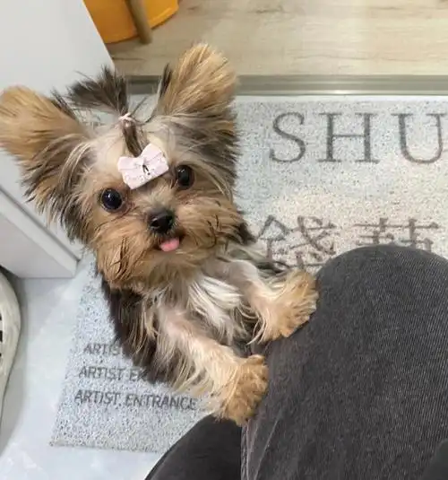 约克夏tinkle02纪念第一次扎小辫儿