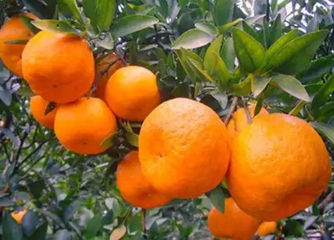 椪柑的主要产地就是在四川,成都,眉山,攀枝花,蒲江,仁寿等