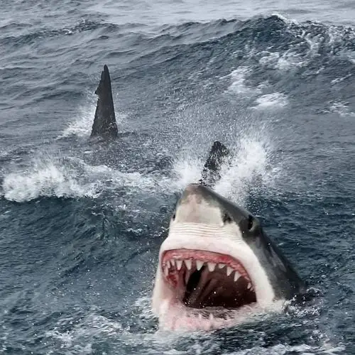 求一张鲨鱼的高清原图好酷