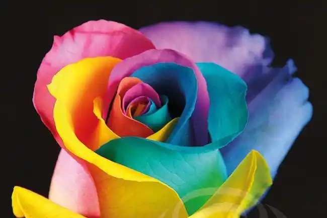 世界上最美的玫瑰,厄瓜多尔玫瑰