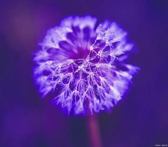 紫色蒲公英的功效与作用