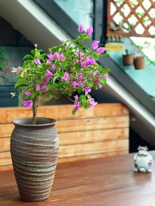 阳台花园盆器的选择赋予了植物不同的气质